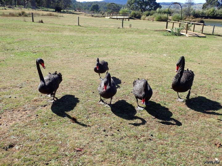 【Tasmania塔斯馬尼亞】Trowunna Wildlife Park 終於看到塔斯馬尼亞惡魔啦！
