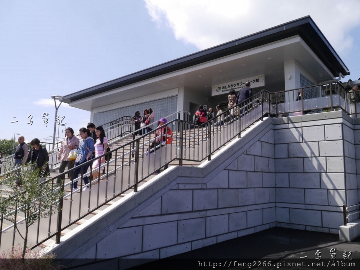 (日本栃木縣 足利花卉公園) 沉浸花香中的夢幻紫藤花季