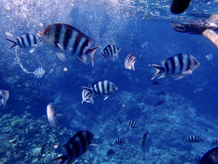 【Okinawa.走跳】沖繩無緣的青之洞窟浮潛:一起跟熱帶魚和鯨鯊游泳