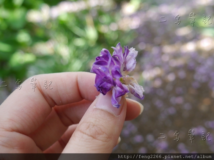 (日本栃木縣 足利花卉公園) 沉浸花香中的夢幻紫藤花季