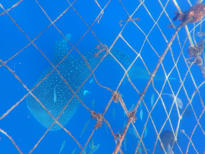 【Okinawa.走跳】沖繩無緣的青之洞窟浮潛:一起跟熱帶魚和鯨鯊游泳