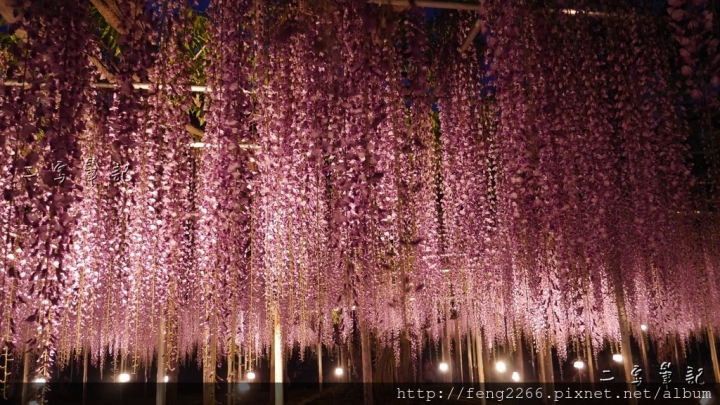 (日本栃木縣 足利花卉公園) 沉浸花香中的夢幻紫藤花季