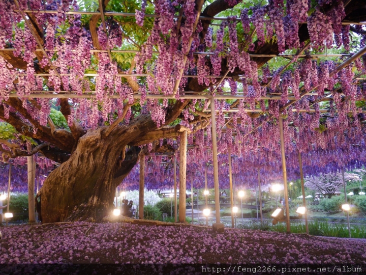 (日本栃木縣 足利花卉公園) 沉浸花香中的夢幻紫藤花季