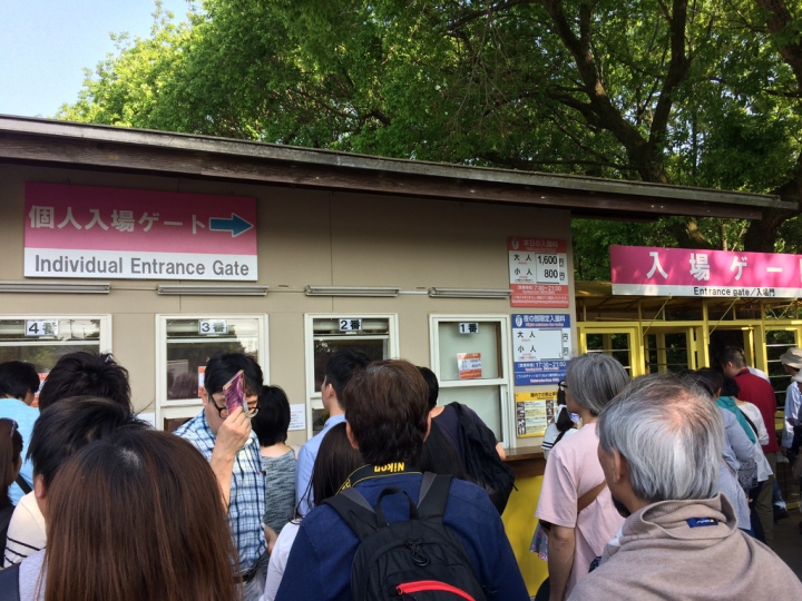 【景點。遊記】栃木縣 3900円的紫藤花自駕遊 日本旅遊 觀光 美食 租車 食記 心得