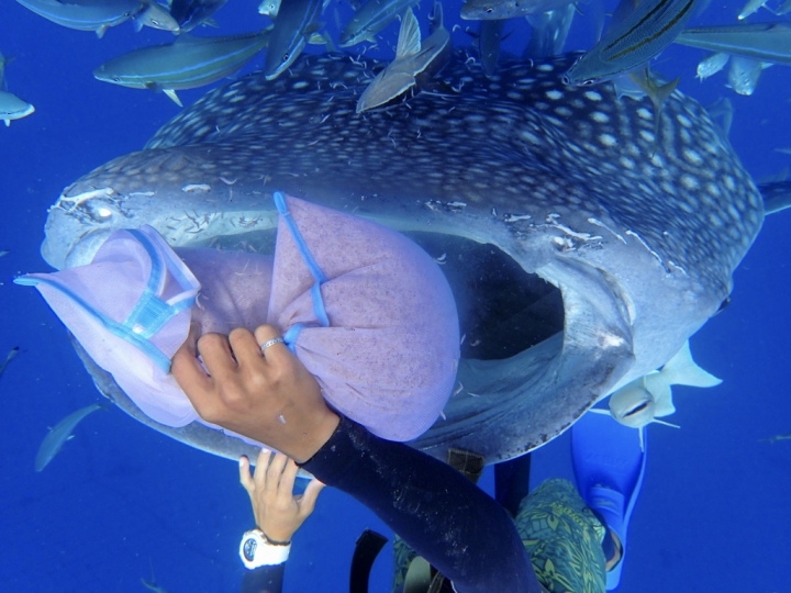 【Okinawa.走跳】沖繩無緣的青之洞窟浮潛:一起跟熱帶魚和鯨鯊游泳
