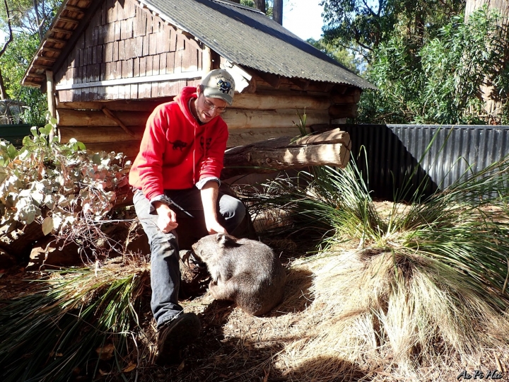 【Tasmania塔斯馬尼亞】Trowunna Wildlife Park 終於看到塔斯馬尼亞惡魔啦！