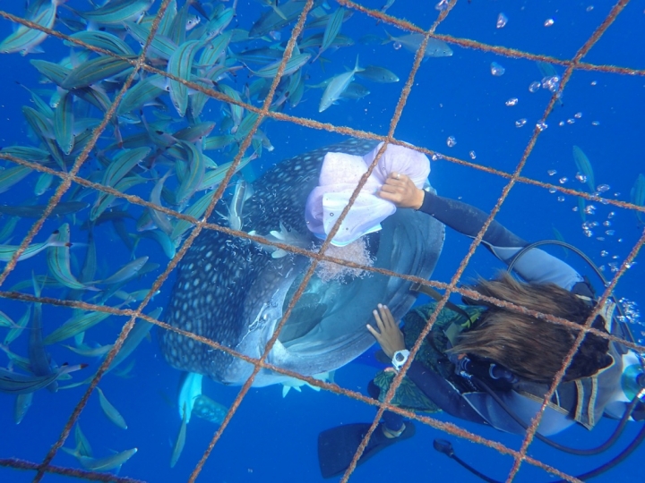 【Okinawa.走跳】沖繩無緣的青之洞窟浮潛:一起跟熱帶魚和鯨鯊游泳