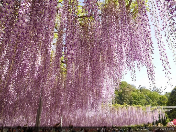 (日本栃木縣 足利花卉公園) 沉浸花香中的夢幻紫藤花季
