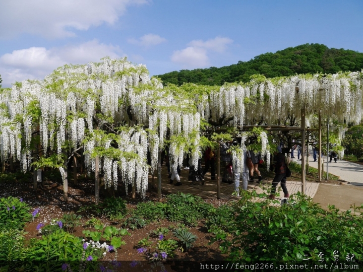 (日本栃木縣 足利花卉公園) 沉浸花香中的夢幻紫藤花季