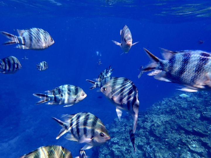 【Okinawa.走跳】沖繩無緣的青之洞窟浮潛:一起跟熱帶魚和鯨鯊游泳