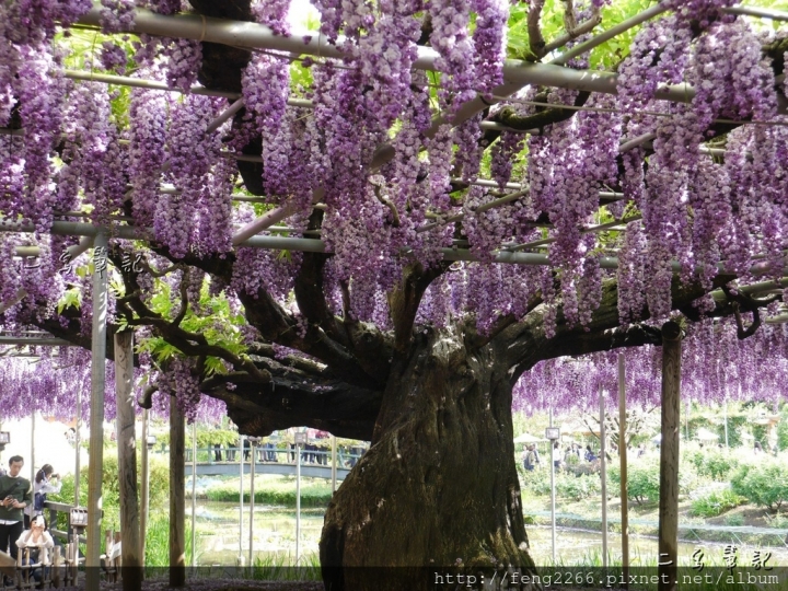 (日本栃木縣 足利花卉公園) 沉浸花香中的夢幻紫藤花季