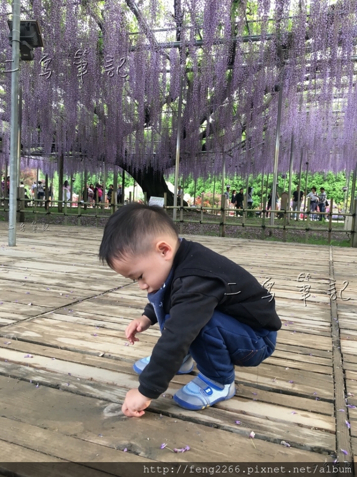 (日本栃木縣 足利花卉公園) 沉浸花香中的夢幻紫藤花季