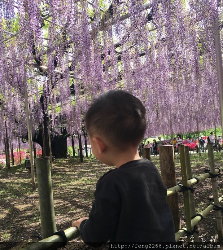 (日本栃木縣 足利花卉公園) 沉浸花香中的夢幻紫藤花季