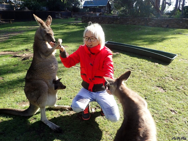 【Tasmania塔斯馬尼亞】Trowunna Wildlife Park 終於看到塔斯馬尼亞惡魔啦！