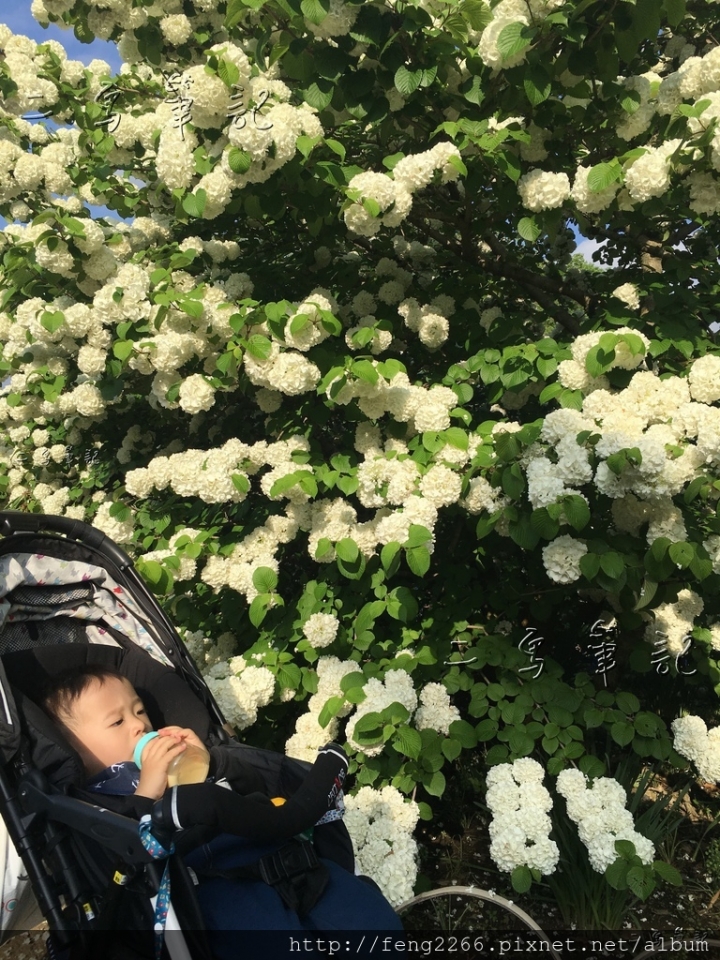 (日本栃木縣 足利花卉公園) 沉浸花香中的夢幻紫藤花季