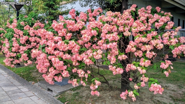 粉葉金花 國立屏東大學民生校區 06/10