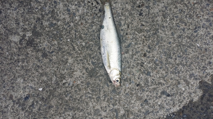 請求解魚的種類名字,謝謝~