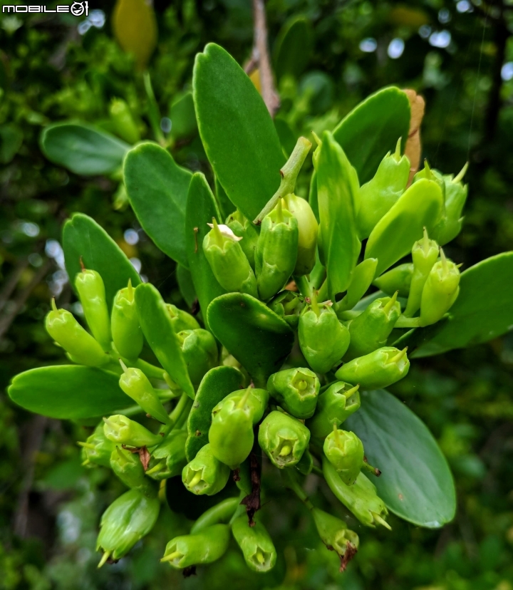 欖李花 台南市安南區四草親水公園 06/24