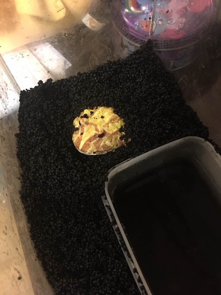 黃金角蛙，關於飼養問題