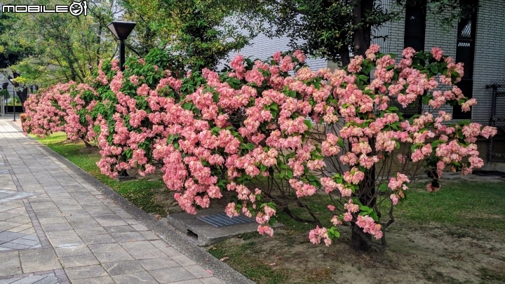 粉葉金花 國立屏東大學民生校區 06/10