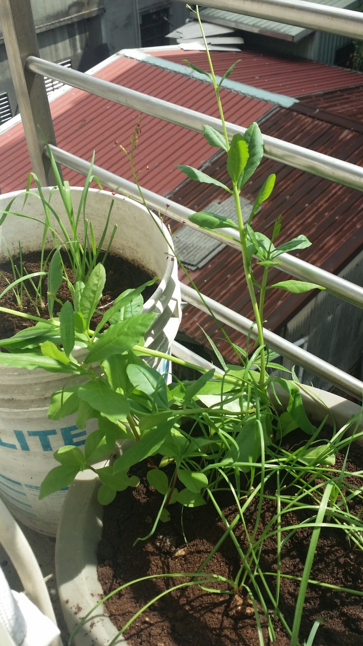 請問植物名稱??