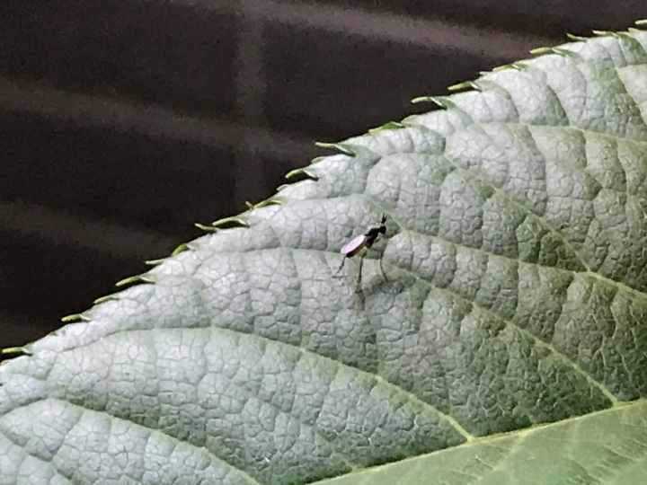 請益：昆蟲種類