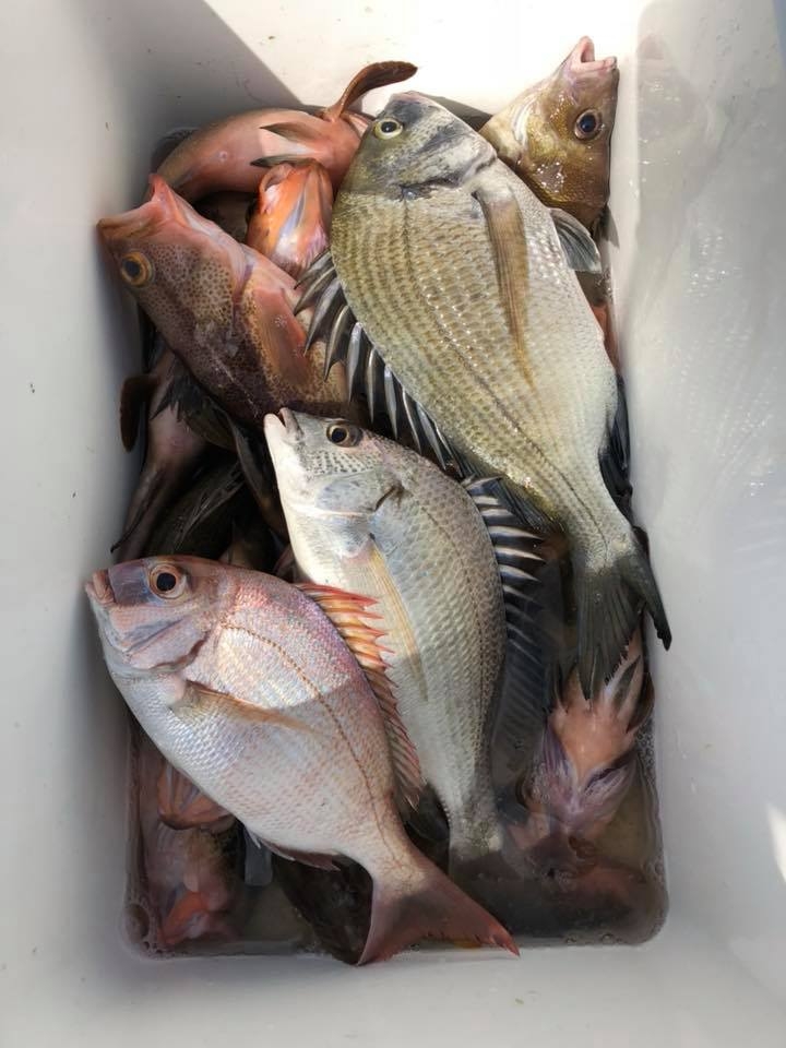 超高級魚釣獲!! 八里外海一支釣 (內有影片)