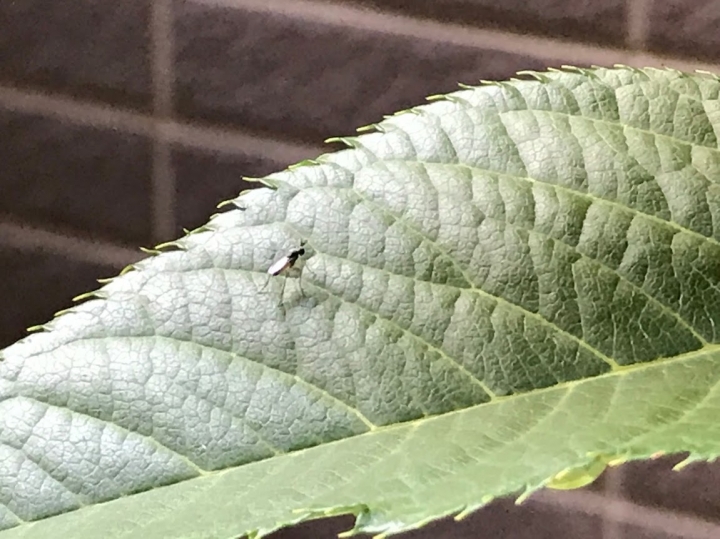 請益：昆蟲種類