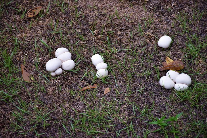 雨砲拍雨中的黑腹燕鷗，雨中的浪漫像下雪，實在迷人！