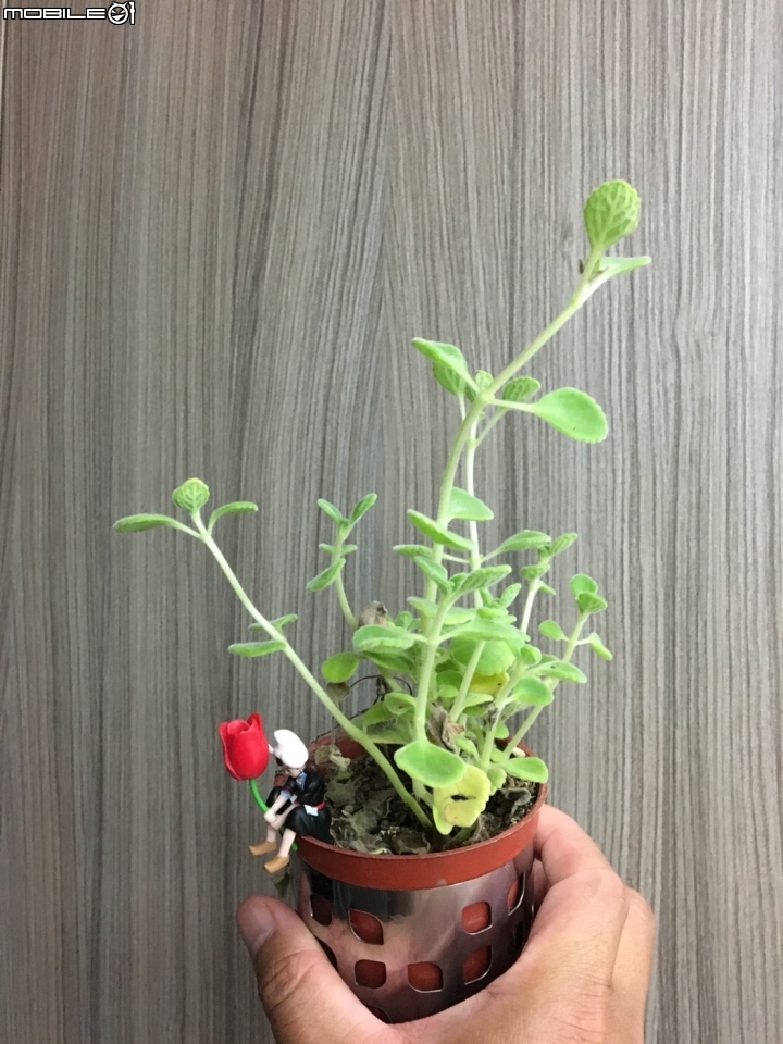 這是什麼植物..如果要放浴室當擺飾要怎麼讓它活久一點？