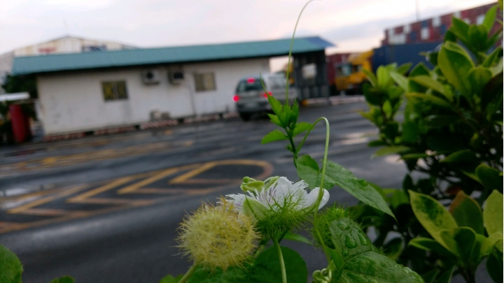 這種籐蔓可栽種嗎?花很特殊。