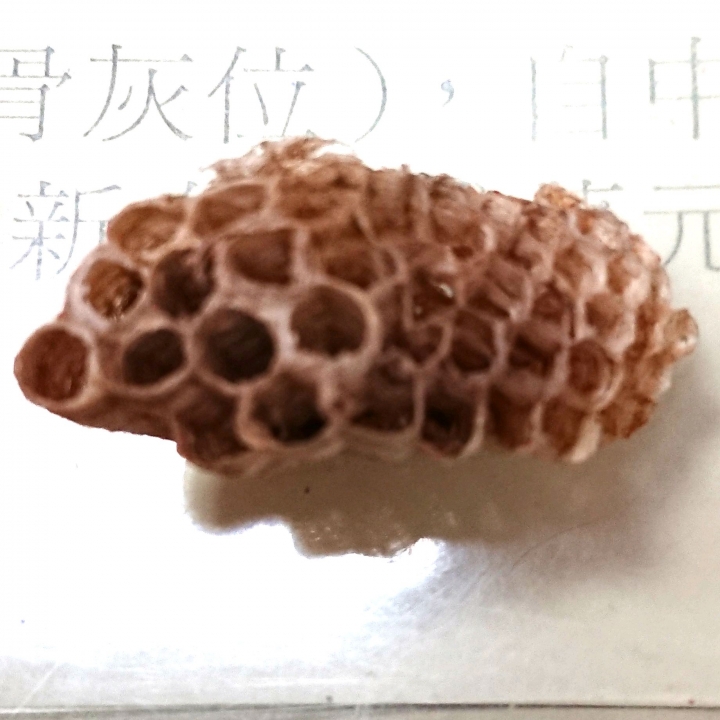 這種蜂窩在野外很常見，請問這是什麼蜂的蜂窩？