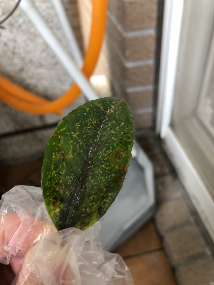 請教茶花病蟲害