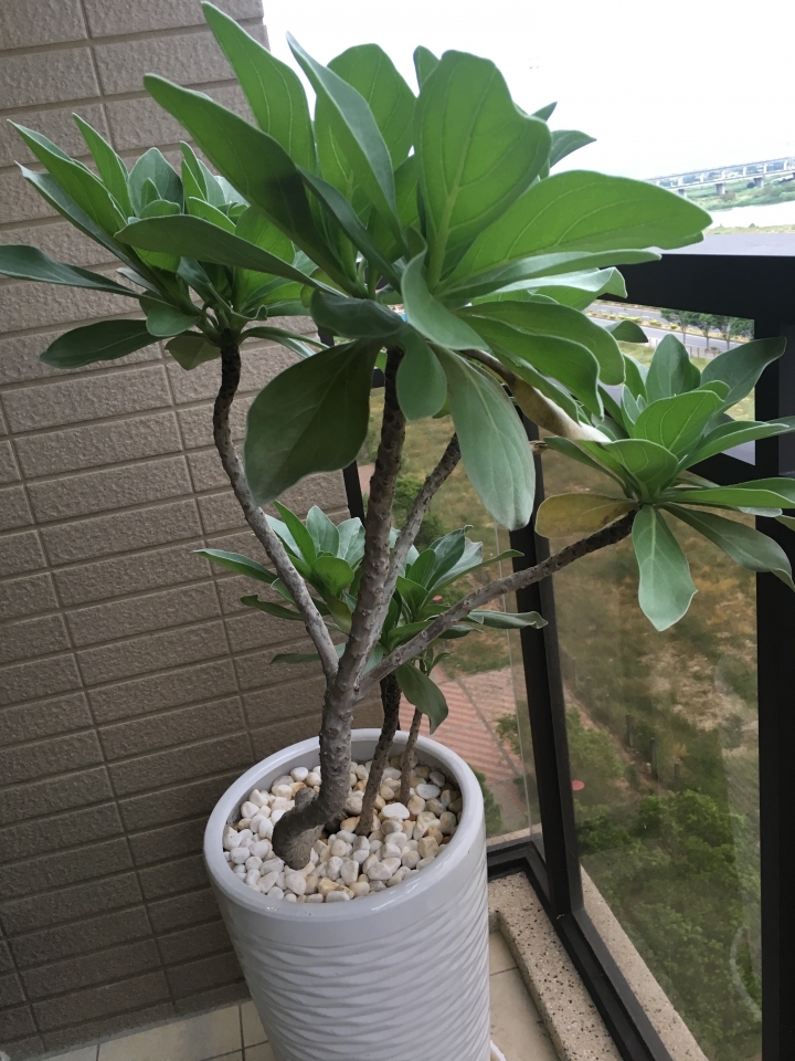 我的白水木與瑪格麗特這樣子正常嗎？