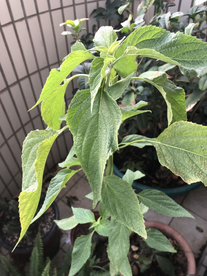 求植物名 我平常都太多廚餘進花盆了....