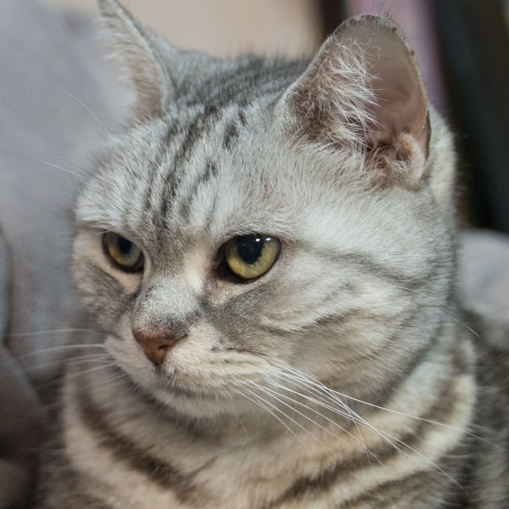 Sony 24-70mm F2.8 GM feat. A9 / A7RIII 大量70mm f2.8實拍照測試與心得