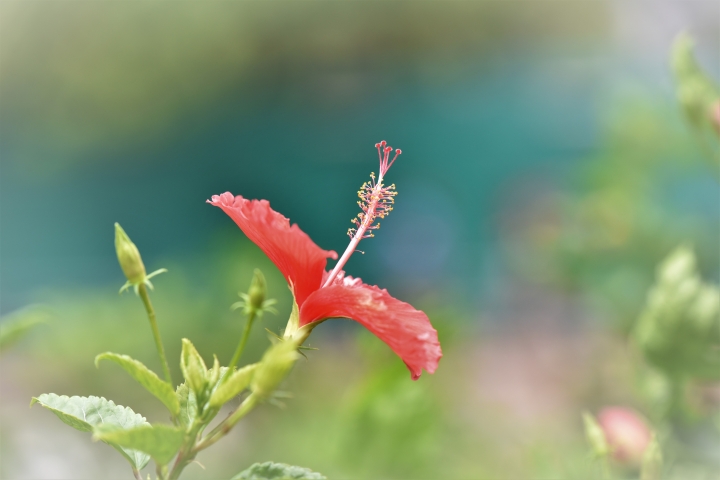 Tamron 70 200 2.8G2新鏡試影