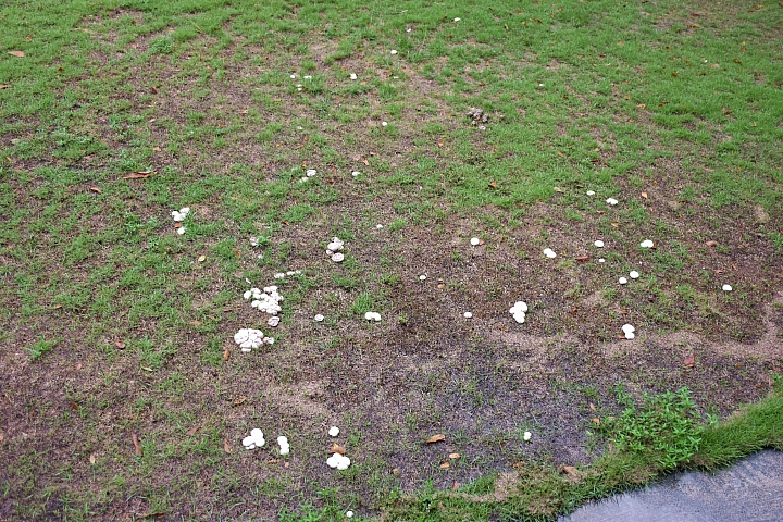 雨砲拍雨中的黑腹燕鷗，雨中的浪漫像下雪，實在迷人！