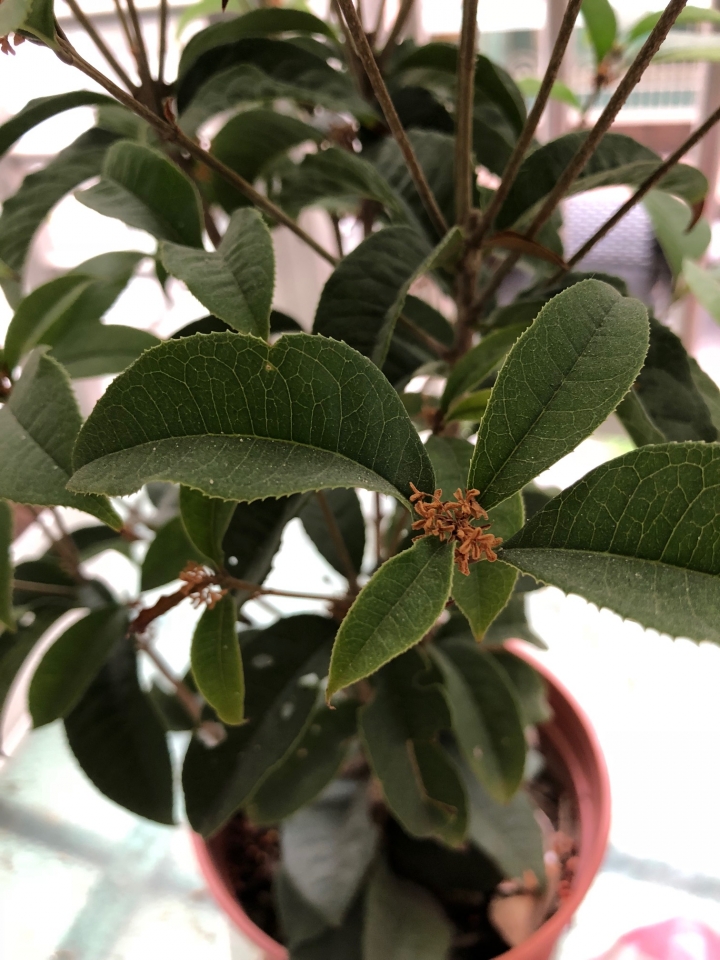菜鳥種桂花  ，桂花的花都黃黃的也不香?