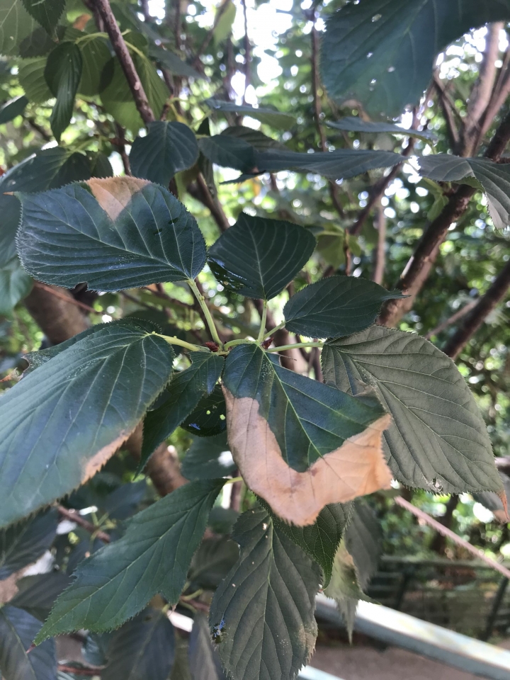請教櫻花樹怎麼了？謝謝！