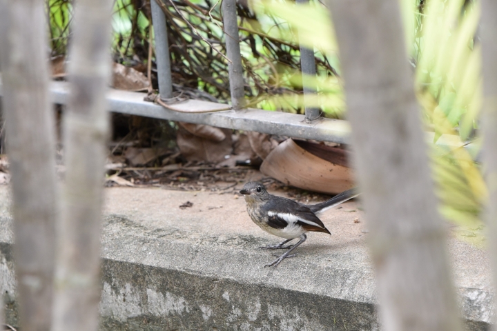 Tamron 70 200 2.8G2新鏡試影