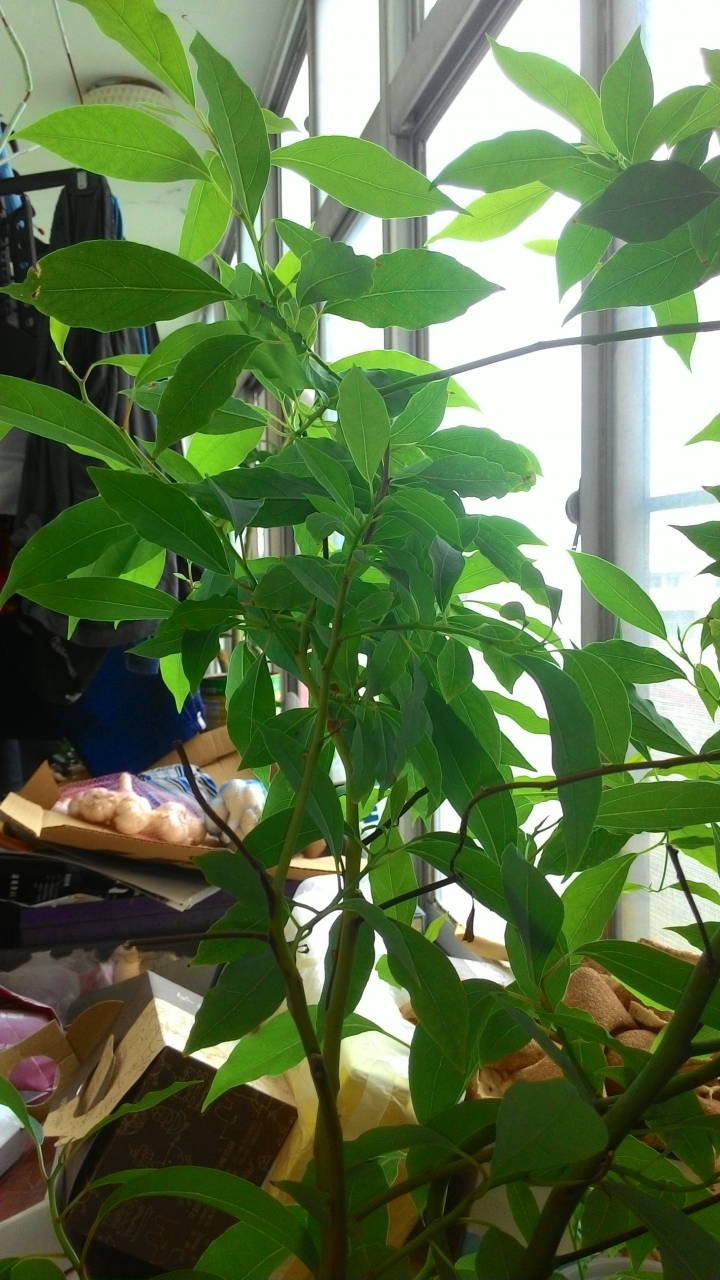 請問這是什麼植物?
