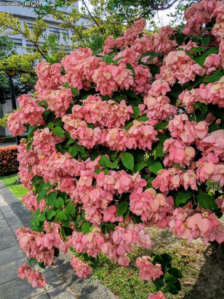 粉葉金花 國立屏東大學民生校區 06/10