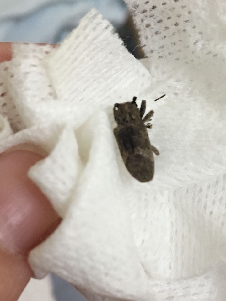 請問這是什麼蟲蟲？