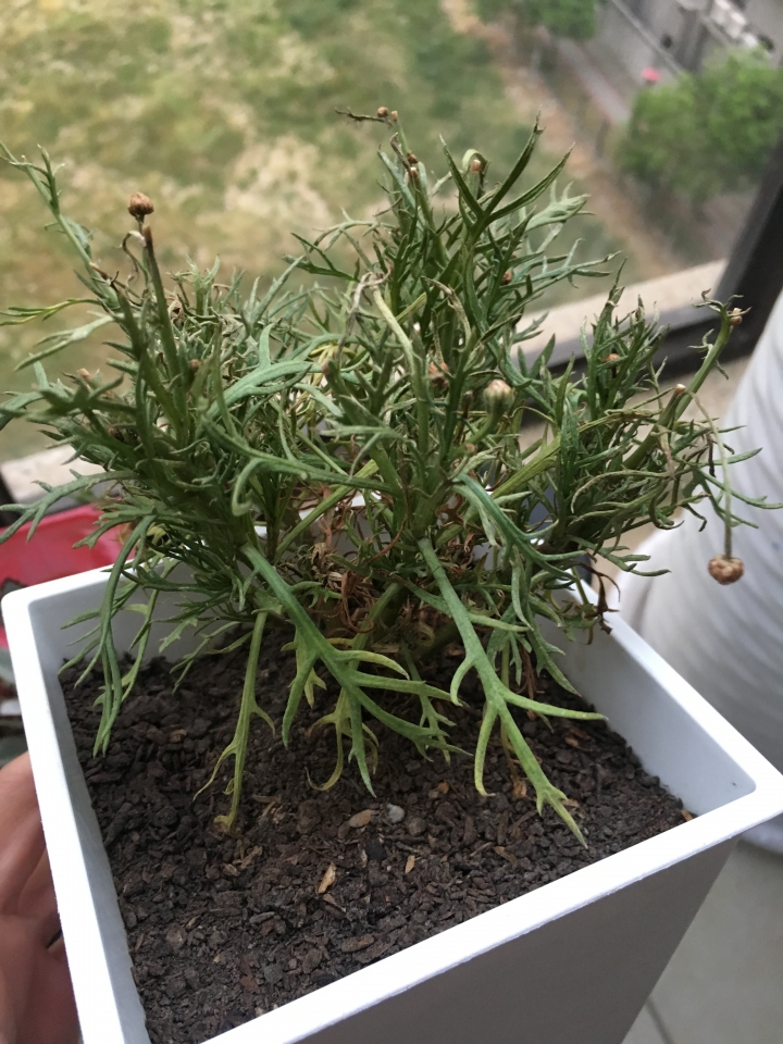 我的白水木與瑪格麗特這樣子正常嗎？
