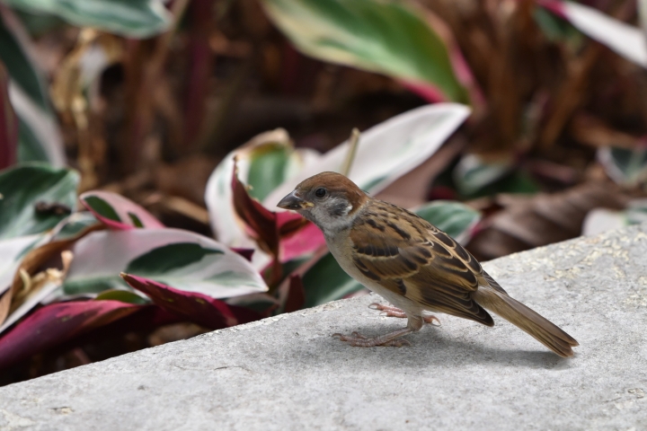 Tamron 70 200 2.8G2新鏡試影