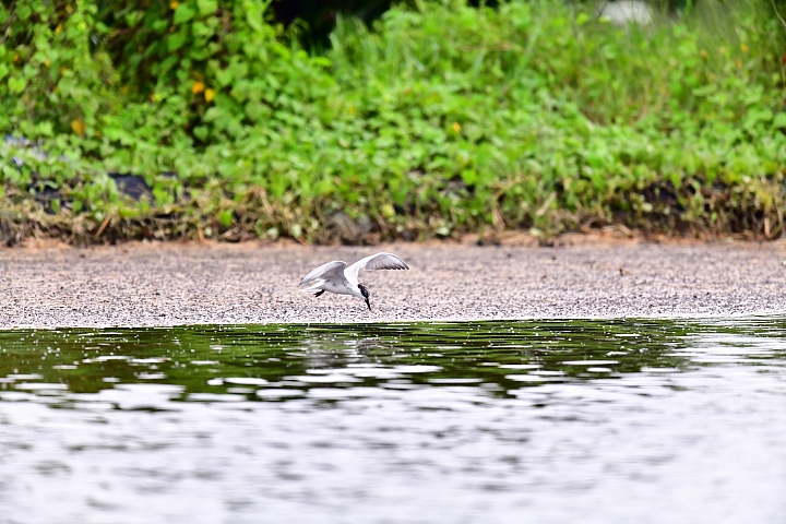 雨砲拍雨中的黑腹燕鷗，雨中的浪漫像下雪，實在迷人！