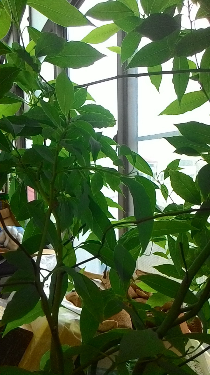 請問這是什麼植物?