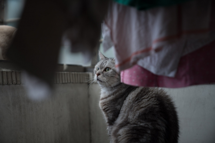 Sony 24-70mm F2.8 GM feat. A9 / A7RIII 大量70mm f2.8實拍照測試與心得