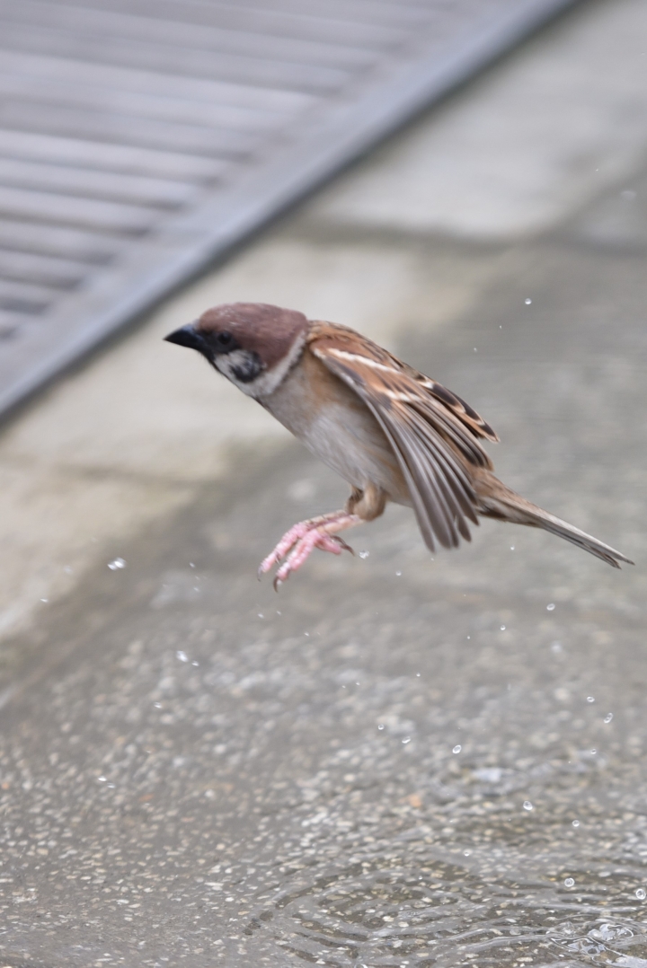 Tamron 70 200 2.8G2新鏡試影